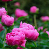 芍薬