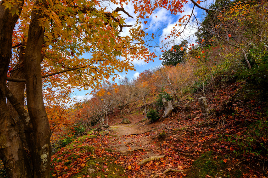 紅葉林道を抜けて