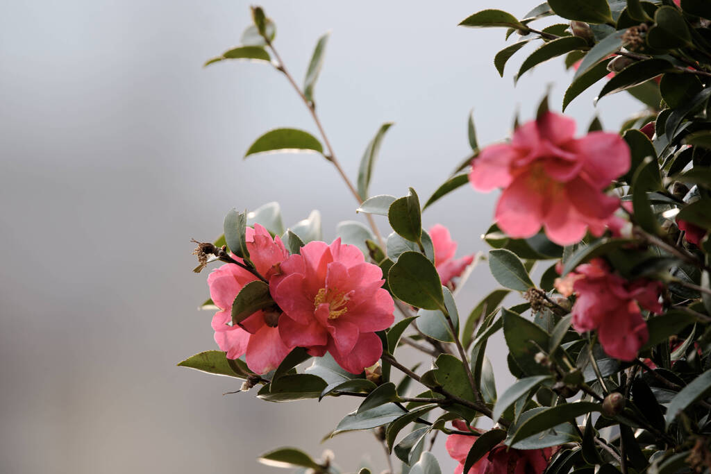 冬の花 by Leophoto （ID：13380483） - 写真共有サイト:PHOTOHITO