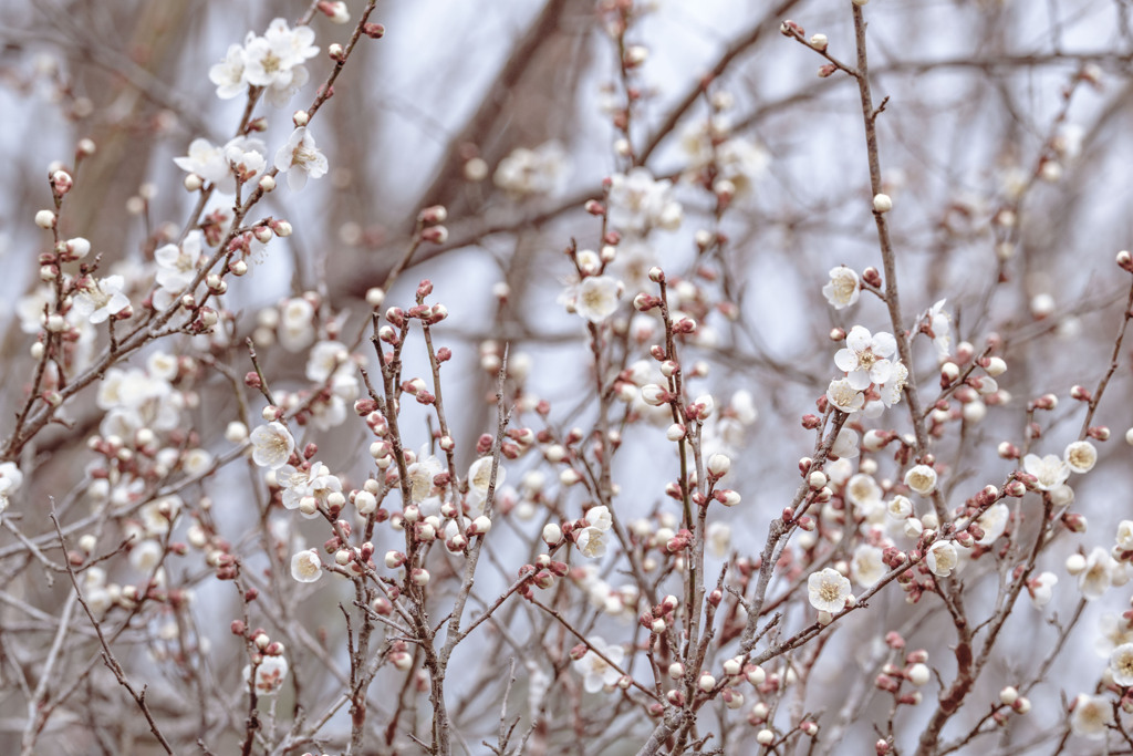雪の華梅の花