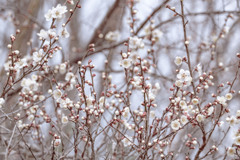 雪の華梅の花
