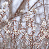 雪の華梅の花