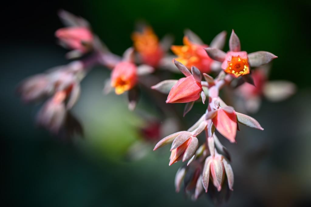 エケベリアの花