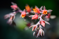 エケベリアの花