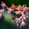 エケベリアの花