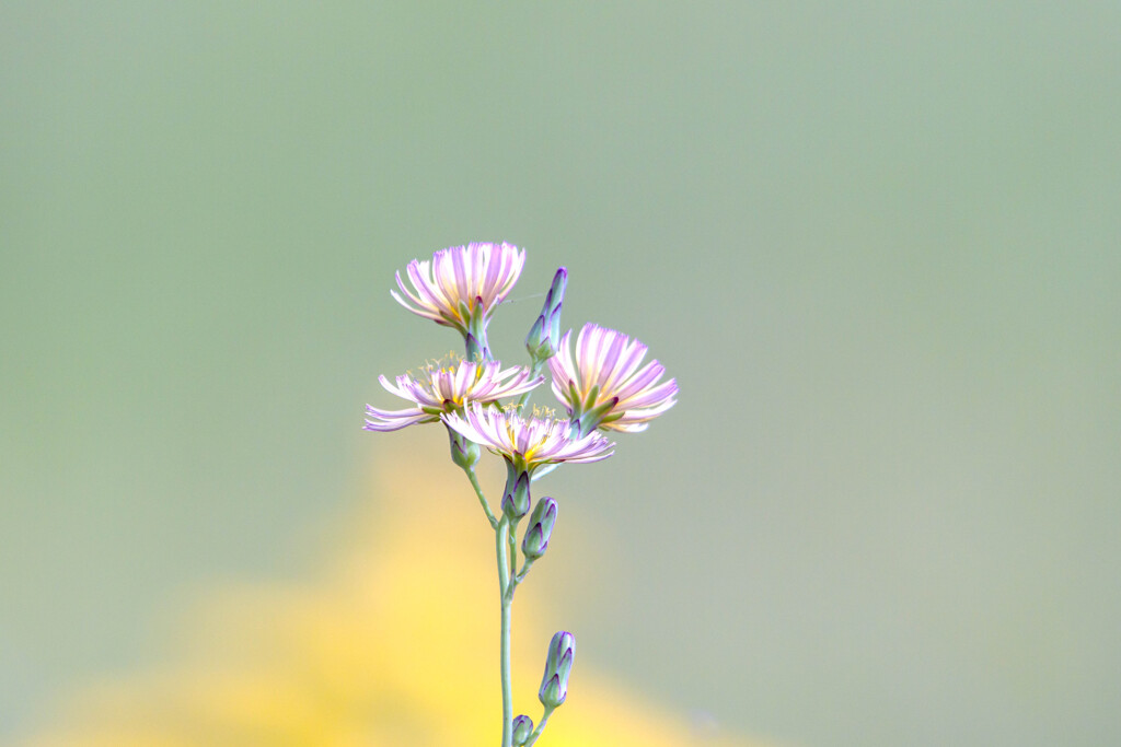 名もなき花