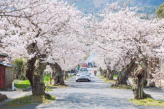 由良駅　桜道