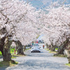 由良駅　桜道