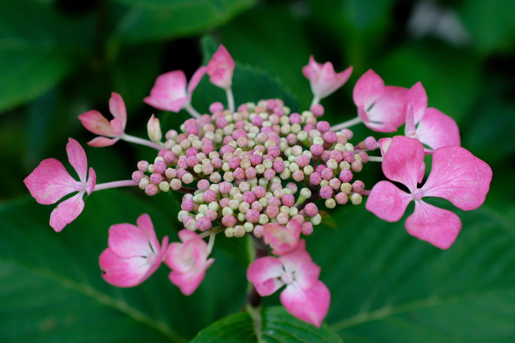 額紫陽花の線香花火
