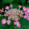 額紫陽花の線香花火