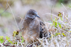 キジバトの幼鳥？