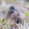キジバトの幼鳥？