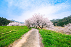 名もなき桜道