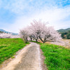 名もなき桜道