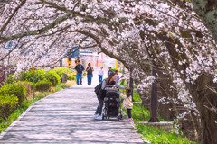桜の下で