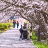 桜の下で