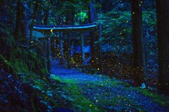 ひめぼたる 