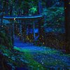ひめぼたる 