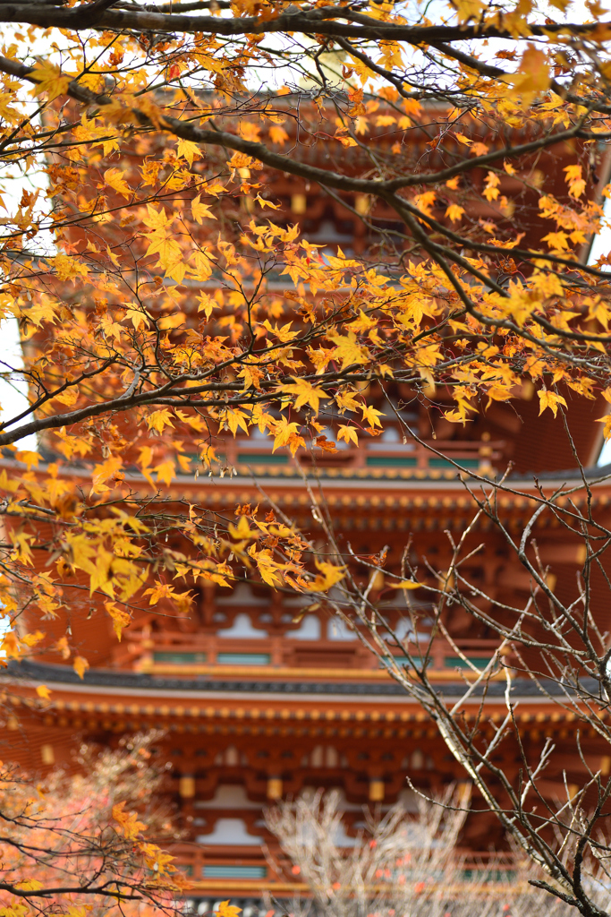 成相寺　紅葉と五重の塔