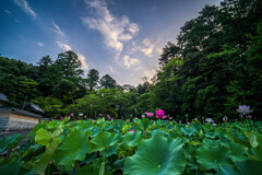 蓮寺の朝