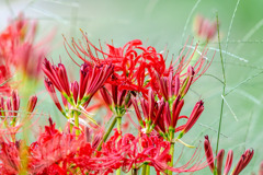 火花