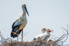 コウノトリと雛