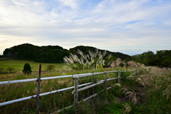 碇高原牧場　ススキ