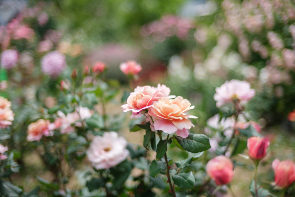 薔薇の園