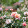 薔薇の園