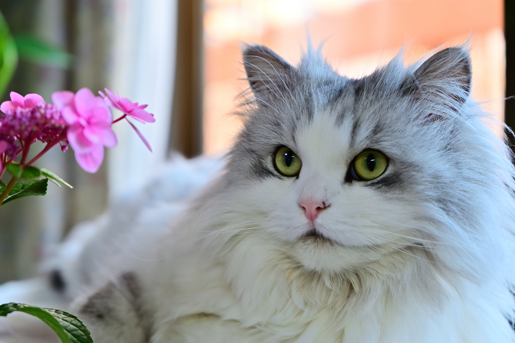 猫と紫陽花