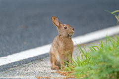 自然界の野ウサギ