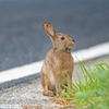 自然界の野ウサギ
