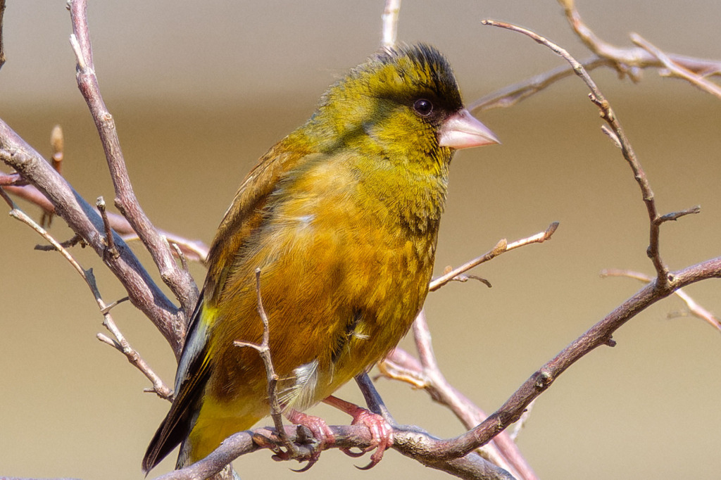 野鳥撮影休止
