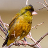 野鳥撮影休止