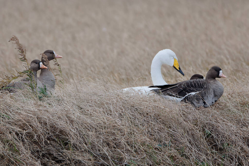安息を分かち合う