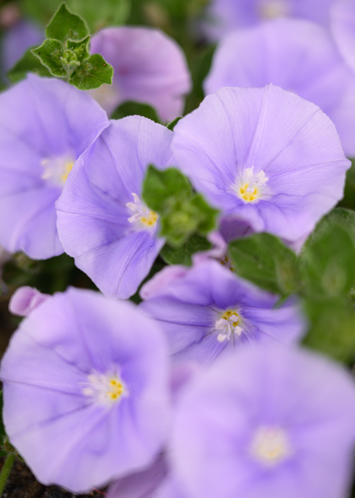 花壇の彩り
