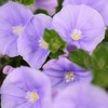 花壇の彩り