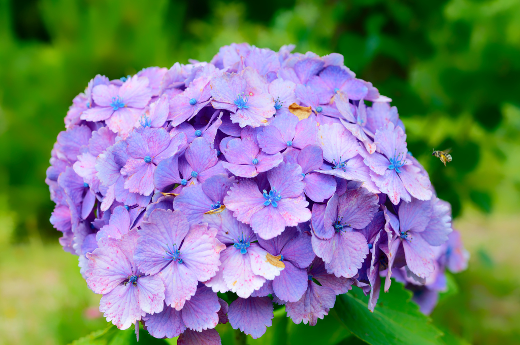 紫陽花とミツバチ