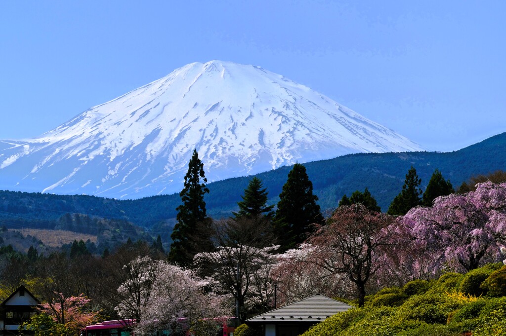 富士霊園