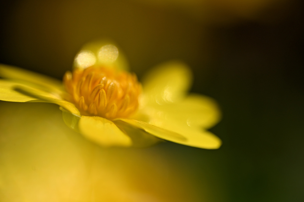 花の輝き