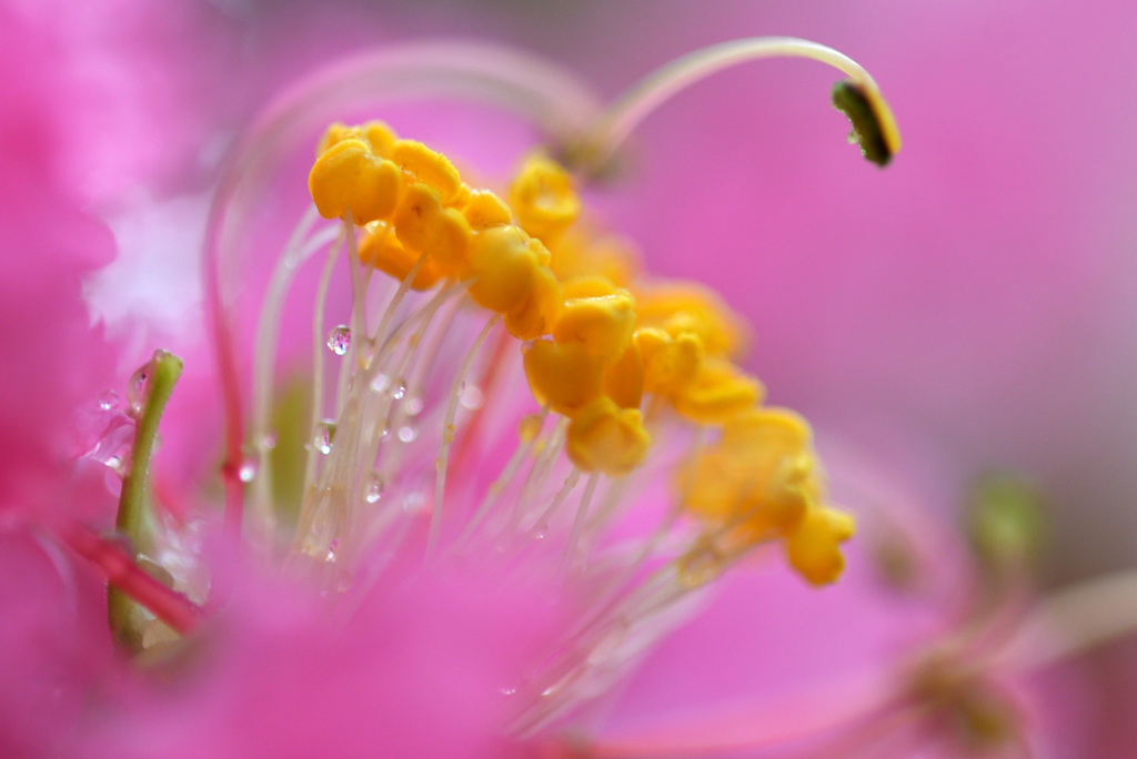 秘密の花園