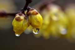 雨の蝋梅