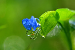 つゆ草の滴