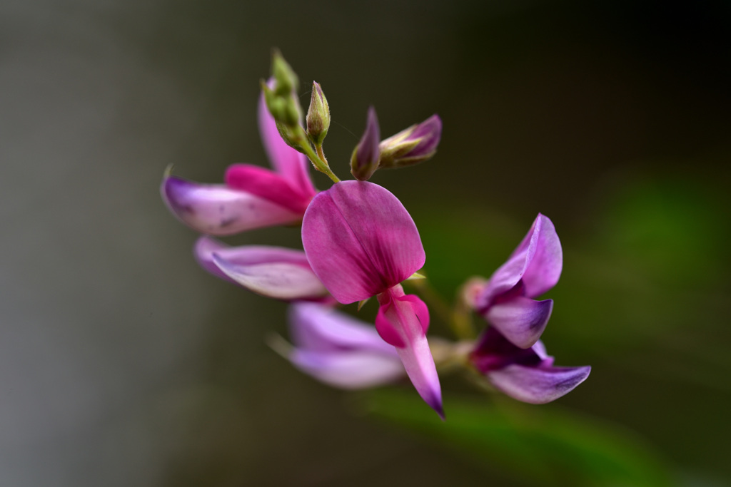 路傍の花