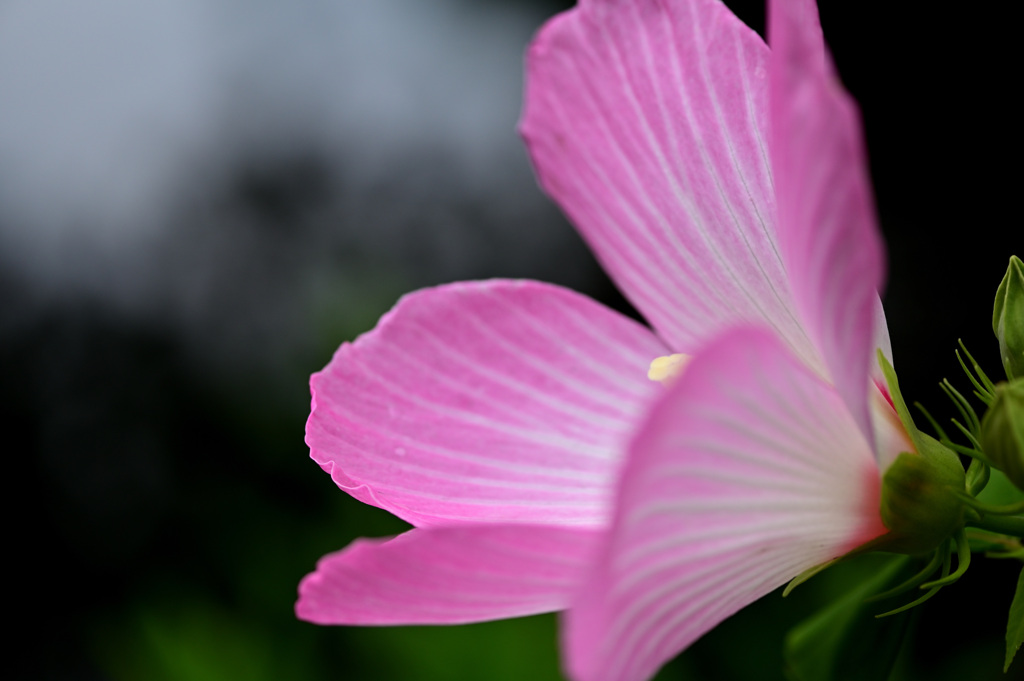 芙蓉
