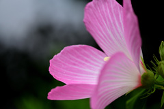 芙蓉