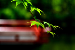 蒼紅葉
