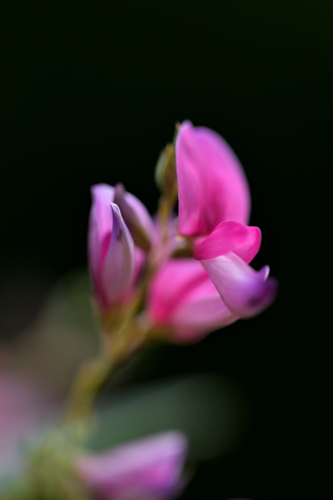 路傍の花2