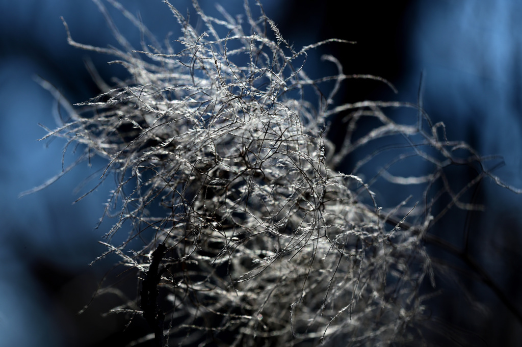 花ではありません