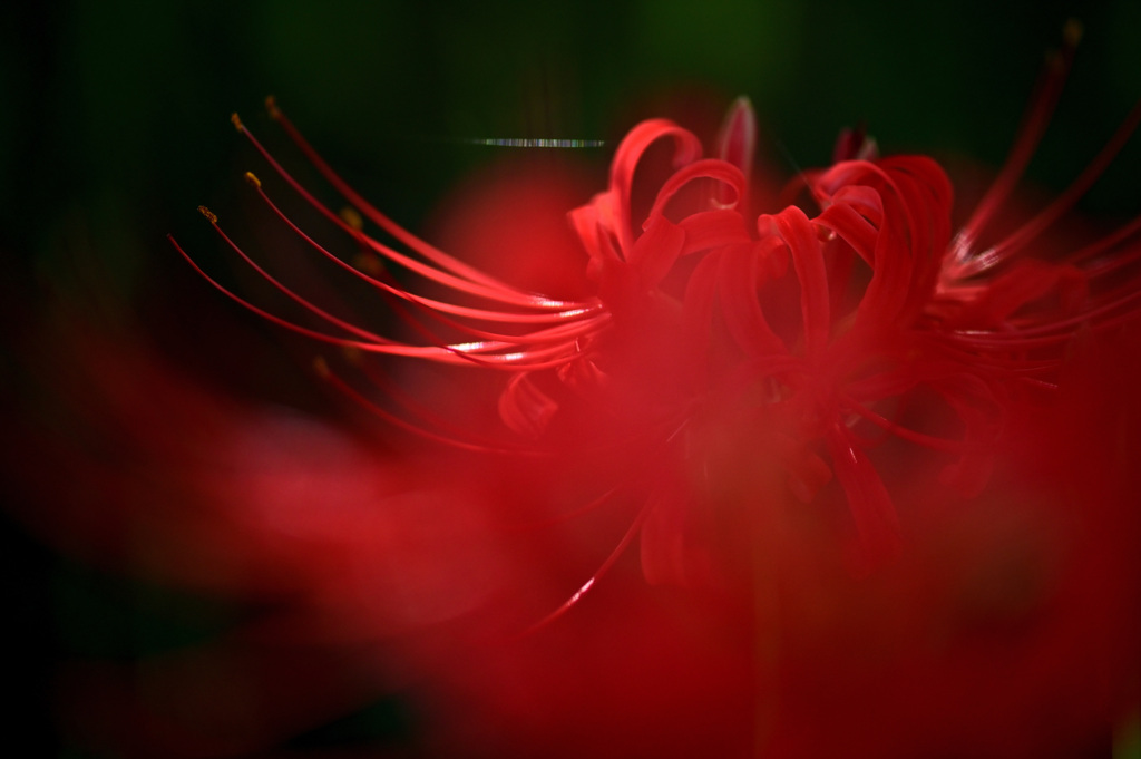 深紅の輝き
